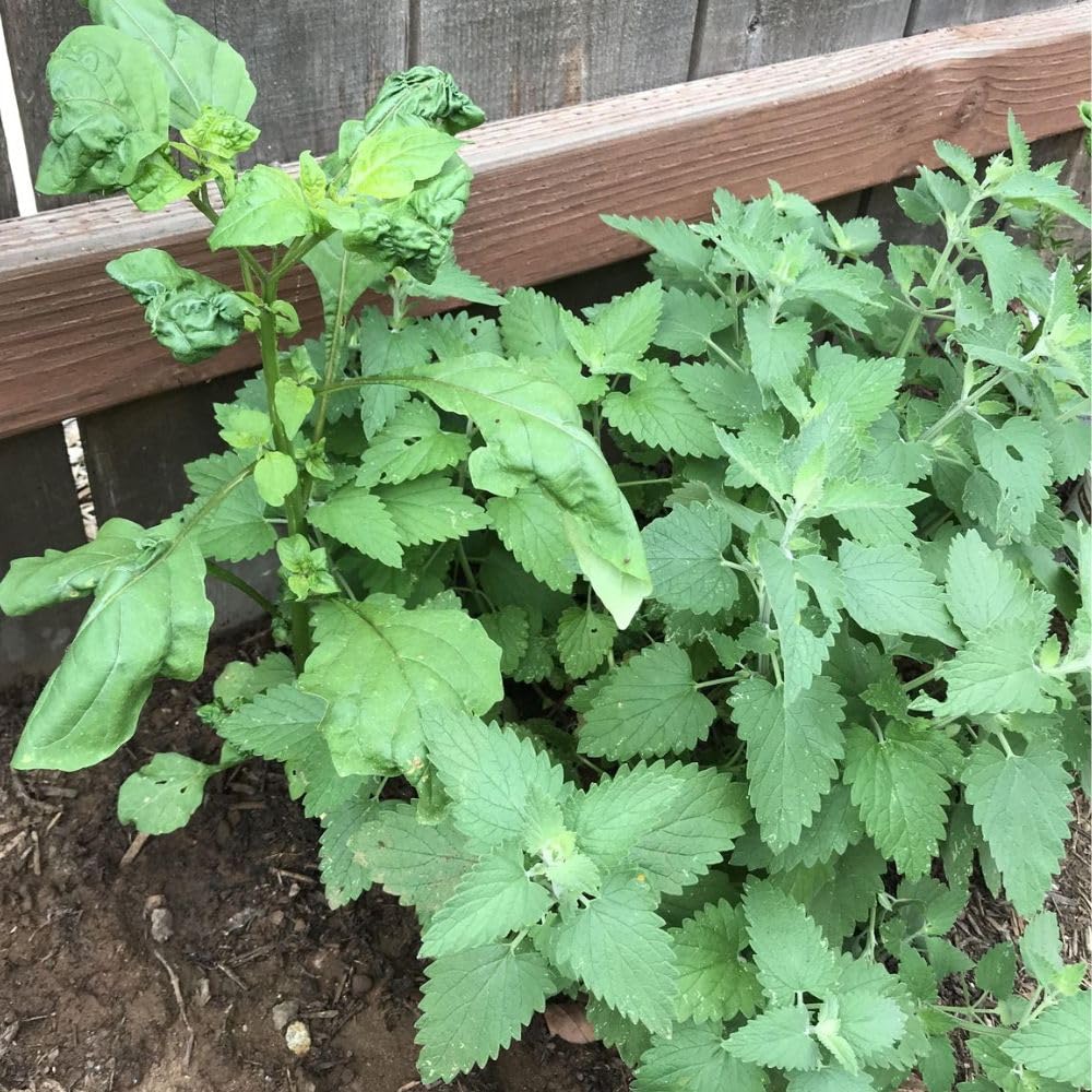 2 Catnip Mint Live Plants, Catnip Plant, Well Rooted Herb Starters 3-6 Inches Tall for Outdoor Garden Growing