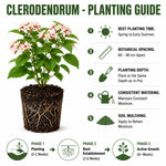 2 Clerodendrum Live Plants 4-7 Inches, Trailing Light Bulb Flowering Shrub, Indoor or Outdoor Ornamental (Random Clerodendrum)