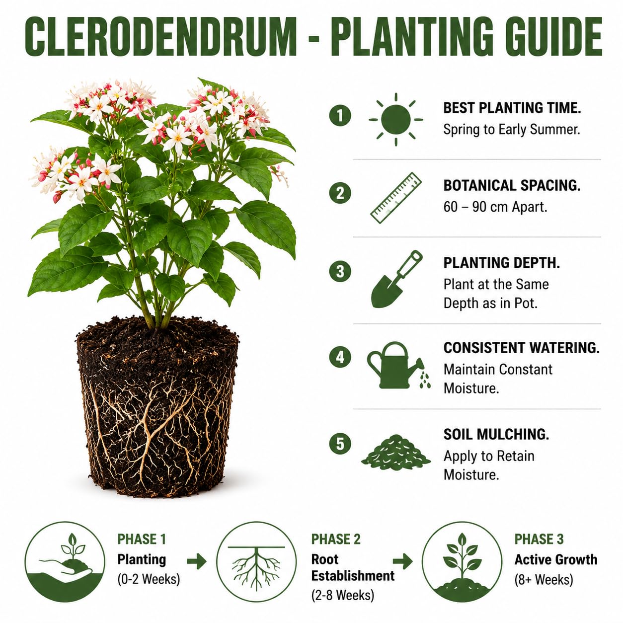2 Clerodendrum Live Plants 4-7 Inches, Trailing Light Bulb Flowering Shrub, Indoor or Outdoor Ornamental (Random Clerodendrum)