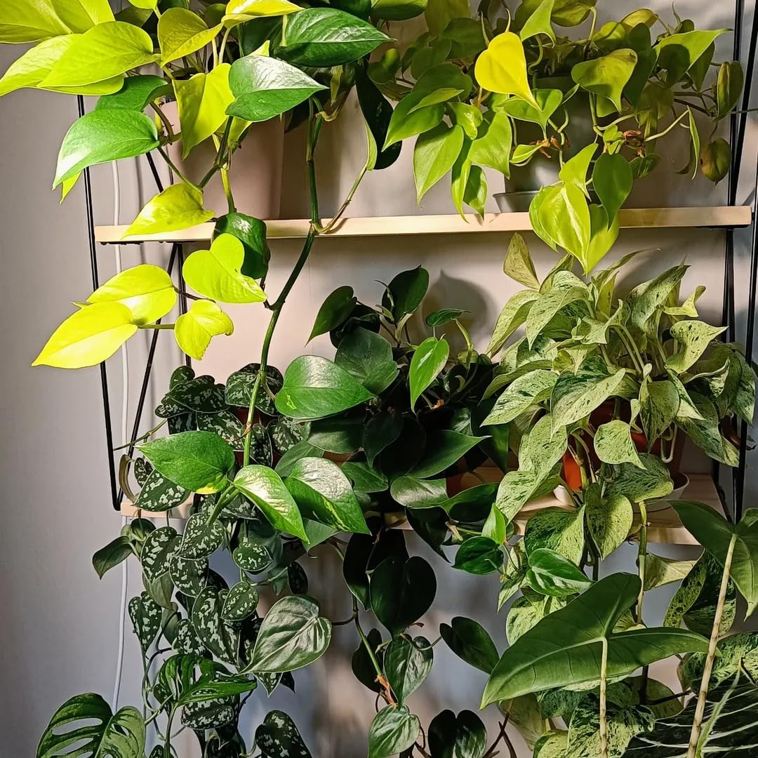 Pothos Live Plant, Live Pothos Plant, 4 to 6 Inches, House Plants Live for Growing Indoor and Outdoor, 4 Inc Potted (Green)