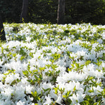 White Dwarf Azalea Rhododendron Plants Live Tree, 1 Gallon Pot Azalea Bush Shrub Vibrant Bloom, 1 Year Old Well Rooted, Cold Hardy