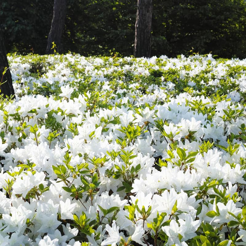 White Dwarf Azalea Rhododendron Plants Live Tree, 1 Gallon Pot Azalea Bush Shrub Vibrant Bloom, 1 Year Old Well Rooted, Cold Hardy
