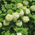 Snowball Viburnum Plant, White Viburnum Plant, 10-12 Inches Tall, Snowball Bush for Outdoor Garden