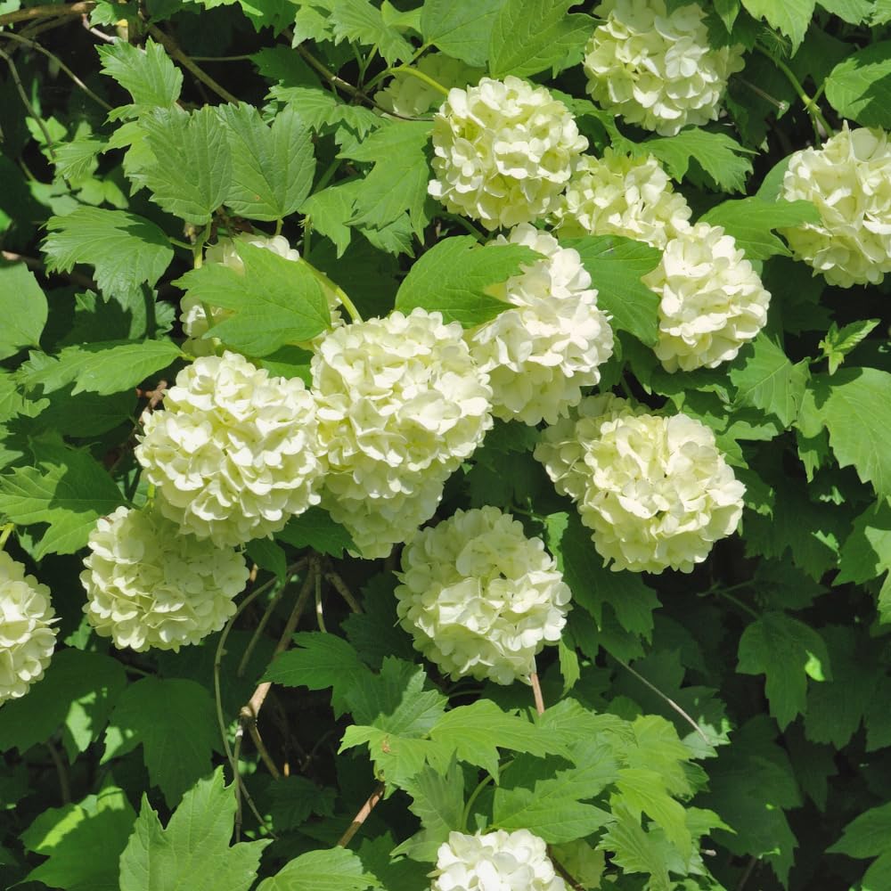 Snowball Viburnum Plant, White Viburnum Plant, 10-12 Inches Tall, Snowball Bush for Outdoor Garden