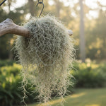 Air Plants Spanish Moss for Plants Indoor, Tillandsia Air Plant Live, Air Purifying Plant Indoor, Clump 10" Long for Home Garden Decoration, Hanging Houseplant