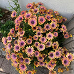 Osteospermum Flower Plants Live, Orange Daisy Plant 4 Inc Potted, 4 Small Plant, Osteospermum Plants Live Pot, Perennial Flower Garden