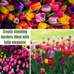 25 Tulip Bulbs for Spring Planting, Large Tulip Bulbs for Fall Planting, Flower Bulbs Garden Indoor Outdoor (Mix)