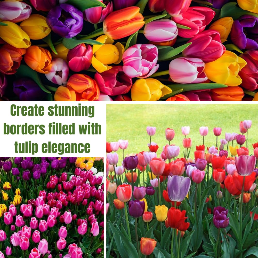 25 Tulip Bulbs for Spring Planting, Large Tulip Bulbs for Fall Planting, Flower Bulbs Garden Indoor Outdoor (Mix)