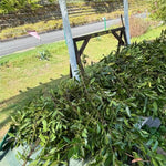 Sweet Bay Leaf Plant Live, Laurus Nobilis Bay Laurel Tree Live Plant, 4 to 8 Inches Tall
