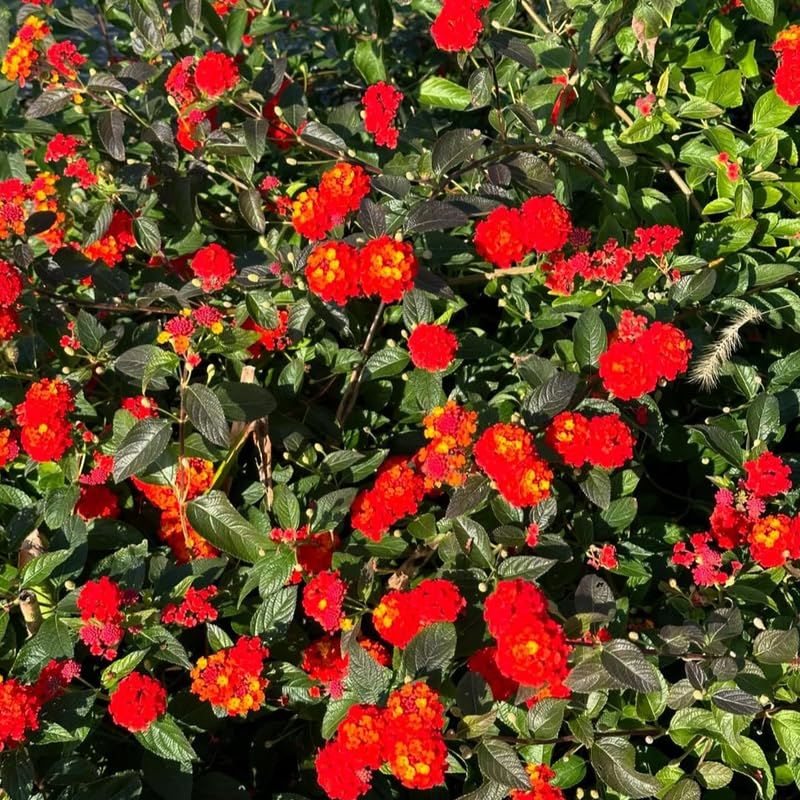3 Trailing Lantana Plants Live, 5 to 7 Inc Tall, Red Lantana Live Plants for Planting Outdoors Flower Gardening