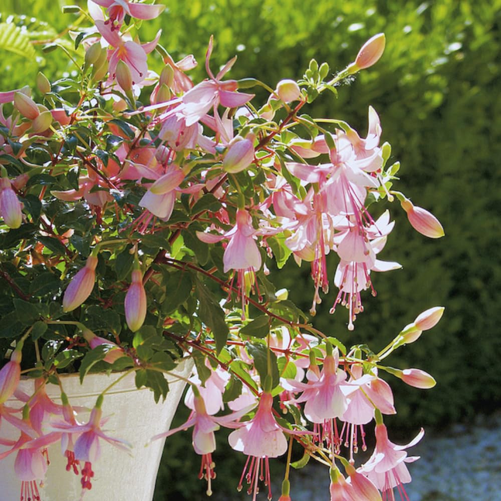 4 Pink Fuchsia Plants Live, Fuchsia Flower Plant, 4 to 7 Inches Tall, 4 Inc Pot, Growing Indoor Outdoor