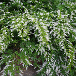 10 Privet Bush Shrub Rooted Cuttings, Green Privet Outdoor Plants 12-16 Inches