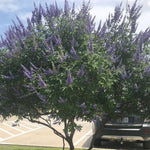 Blue Chaste Vitex Live Plant 4-8 Inches Tall, Chaste Plant, Blue Chastes Vitex Tree, Fragrant Purple Flowering Shrub, Flower Plant for Home Decoration