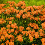 4 Milkweed Plants Live, Orange Butterfly Milkweed Asclepias Tuberosa Perennial Wildflowers Swamp Common Bush, 1-3" in Tall, No Pot