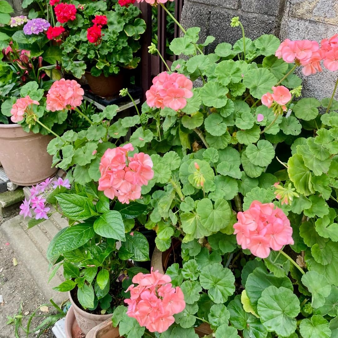 4 Geranium Plants Live from 4 Inc to 7 Inc in Height, Orange Flower Plants Live, Geranium Live Plant