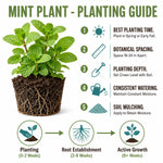 Mint Herb Plant Live, Well Rooted Mint Plants for Growing Indoor Outdoor 4-7 Inches - Peppermint