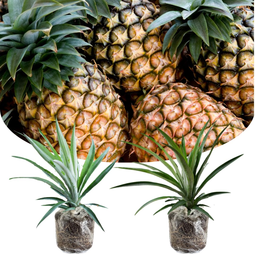 Pack 2 Pineapple Plants Live, Sweet Pineapple Trees Live Plants, Cold Hardy Pineapple Fruit Trees, 4-8 Inch Height, No Pot, Well-Rooted (Sugarloaf Pineapple)
