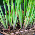 Pack 3 Lemon Grass Plants Live, Lemongrass Plants for Outside Planting, Fragant Herb Lemongrass Planting, 6-7 Inch Tall