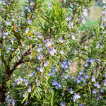2 Rosemary Plants Live, 3 to 6 Inc Tall, Live Rosemary Plants Indoor, Outdoor, Rosemary Live Plant