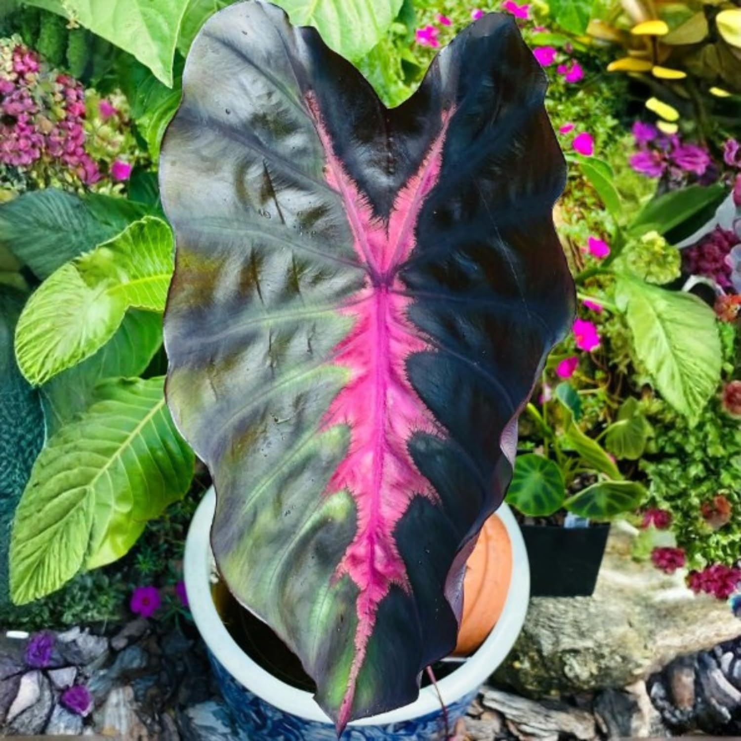 Colocasia Live Plant, 4-8'' Tall, Elephant Ear Plant, Esculenta Taro Alocasia Housplant, Indoor Outdoor Planting (Pink and Black)