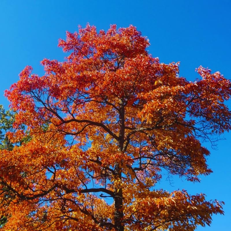 Sassafras Tree Live Plant 2-3 Feet Tall, Rare Sassafras Plant Well-Rooted in Pot, Very Cold Hardy, Zones 4 to 9