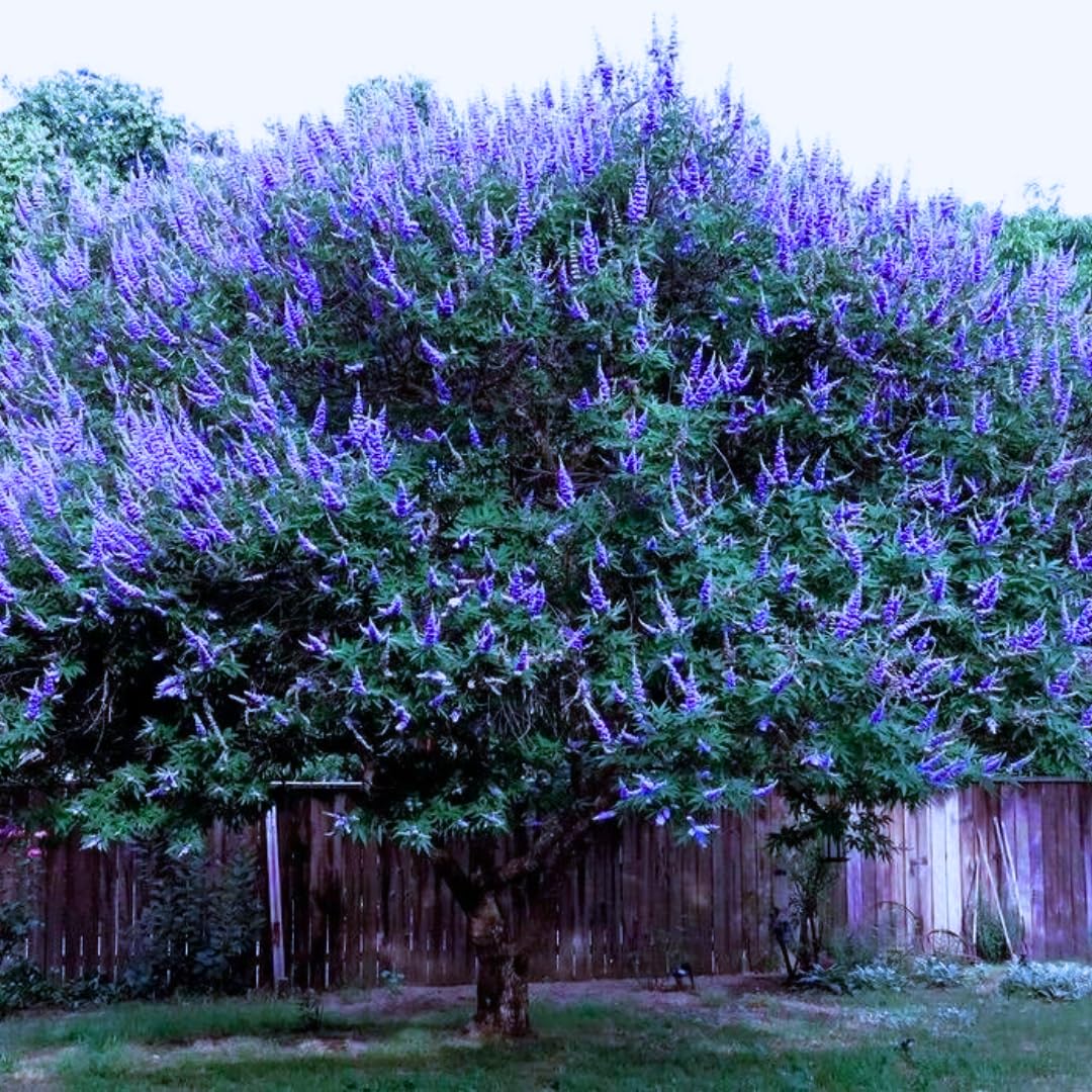 Blue Vitex Tree Live Plant, 9 Months Old Blue Chastes Vitex Tree, 5-9" Fragrant Purple Flowering Shrub, Landscape Spring Blooms