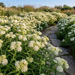 3 White Milkweed Plant Live, Asclepias Tuberosa Butterfly Bush, 4-8"