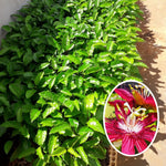Pack 2 Passion Flower Plants Live, Passiflora Vine Well-Rooted, 5-7 Inch Tall Climbing Vine for Garden Trellises and Fences, No Pot (Burgundy Passion Flower)