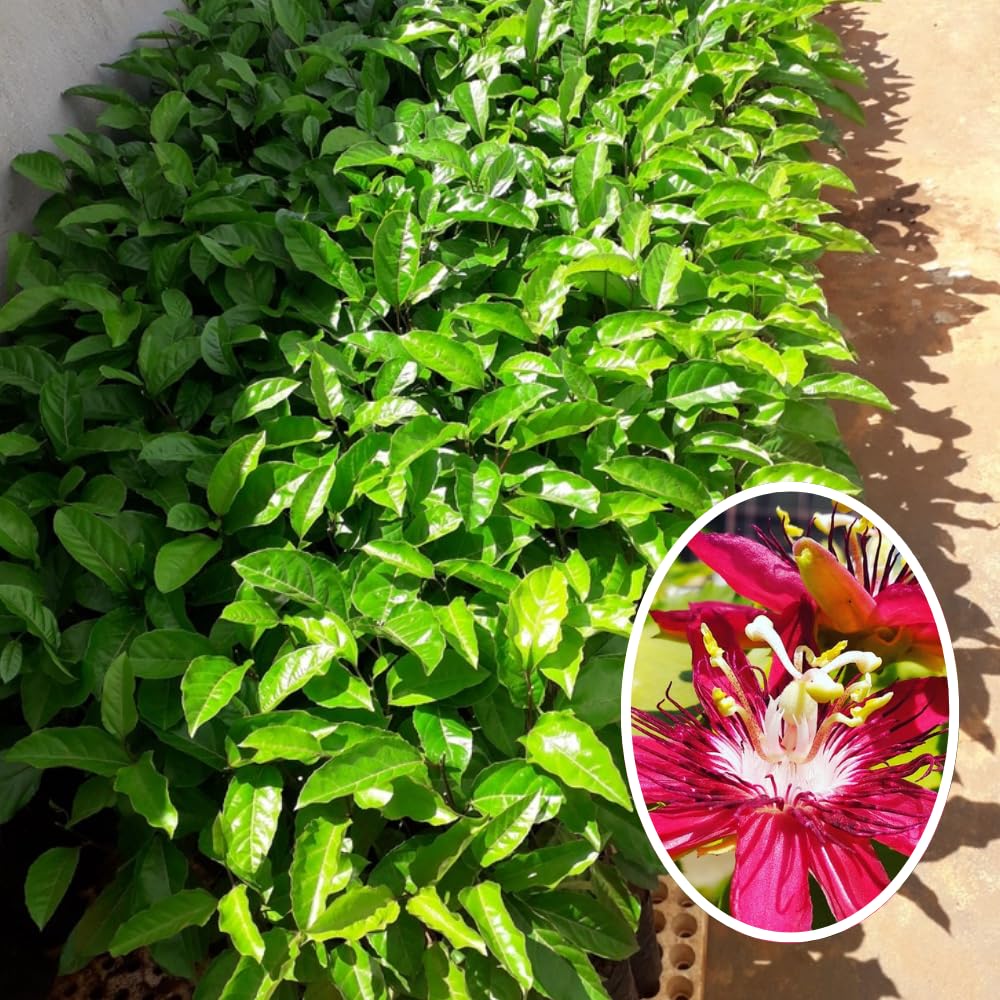 Pack 2 Passion Flower Plants Live, Passiflora Vine Well-Rooted, 5-7 Inch Tall Climbing Vine for Garden Trellises and Fences, No Pot (Burgundy Passion Flower)