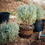 Grosso Lavender Plants Live in 4 Inc Pot, Set 4 Lavandula Violet Lavender Trees Live Plants for Planting Indoor Outdoor, Fragrant Lavender Flowers Perennial