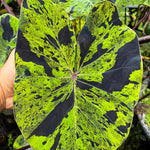 Combo 2 Black Green Colocasia Live Plants, 5 to 8" in Tall, Elephant Ear Esculenta Taro Alocasia Live Plant for Planting, Live House Plant Colocasia
