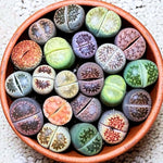 Lithops Live Plants, Lithops Succulents Plants Live, Lithops Plant One Year Old Seedlings, 20 Count