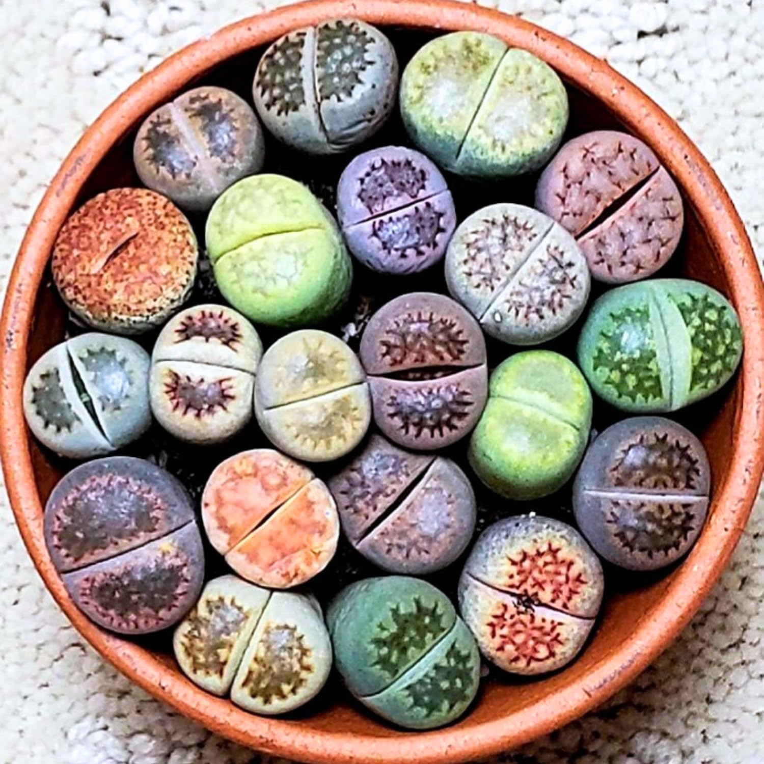 Lithops Live Plants, Lithops Succulents Plants Live, Lithops Plant One Year Old Seedlings, 20 Count