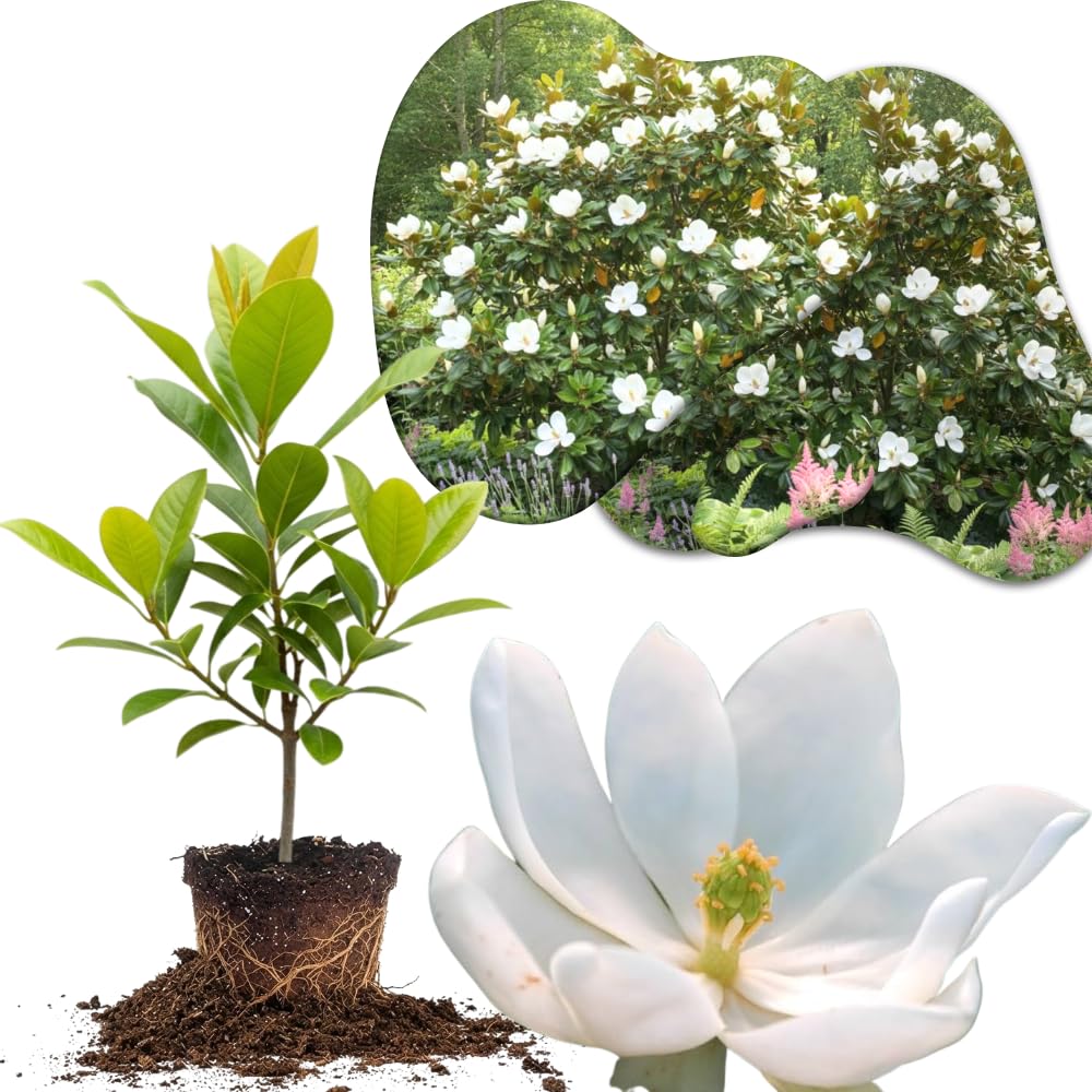 Sweetbay Magnolia Tree Live Plant in 2.5 Inches in Pot, Starter Plant, Fragrant Perennial Ornamental Plants Shrub for Outdoor Garden