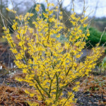 1 Pot Yellow Witch Hazel Shrub, Hardy Bush in Quart Pot, 6-13 Inch Tall Outdoor Landscape Plant