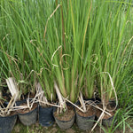 5 Large Lemon Grass Live Plants, Indoor Outdoor Lemongrass Herb Rooted Lemongrass Stalks, Zones 9-11 Spring Planting