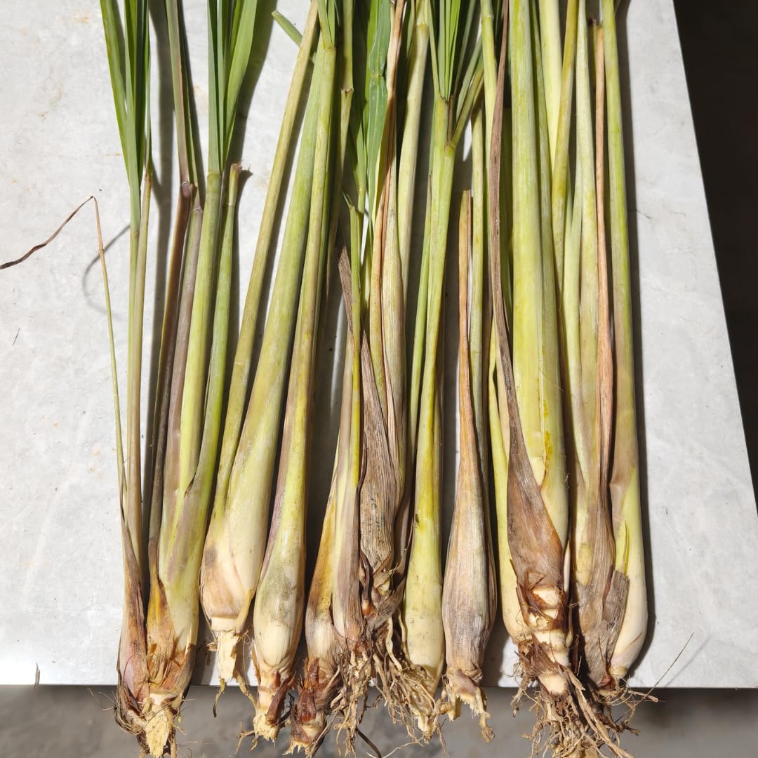 Sets 5 Herb Lemon Grass Live Plants, Rooted Lemongrass Stalks Lemongrass Plantsfor Planting, Indoor Outdoor