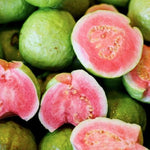 Pink Guava Plant Live 4-8 Inch Tall, Sweet Tropical Guava Fruit Tree Seedling, Garden and Container Growing