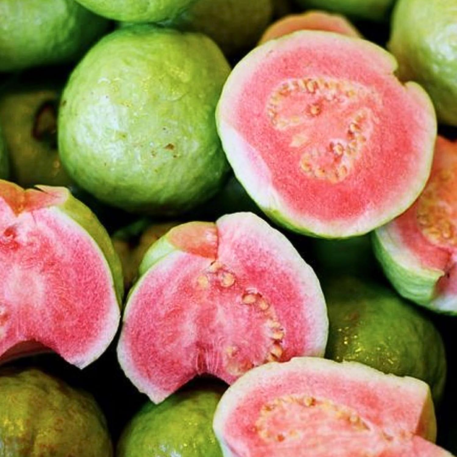 Pink Guava Plant Live 4-8 Inch Tall, Sweet Tropical Guava Fruit Tree Seedling, Garden and Container Growing