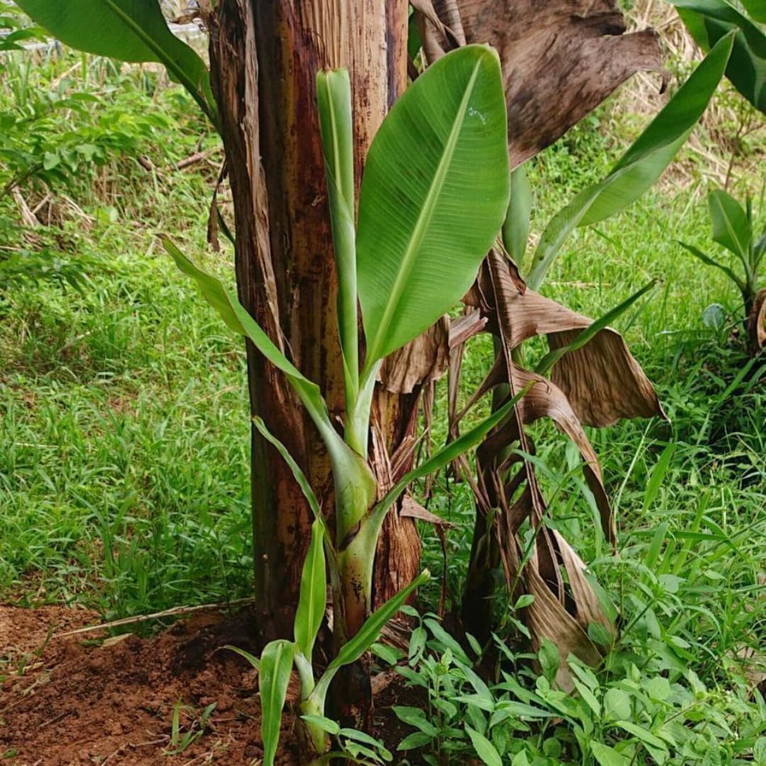 Namwah Banana Plants Live for Planting, Banana Trees Live Plants from 4 to 6 Inc Tall, 1 Plant