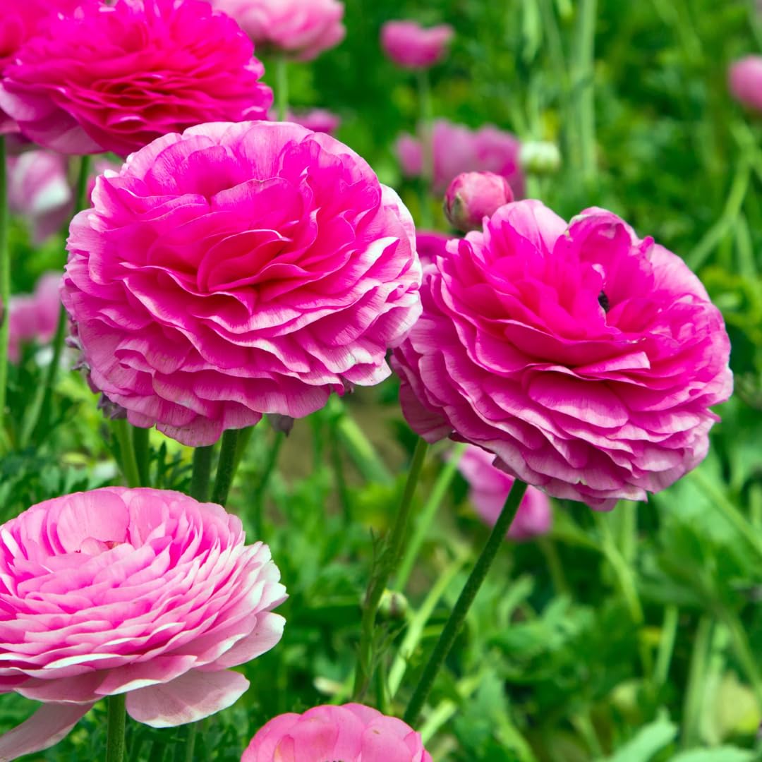 25 Ranunculus Bulbs for Spring Planting, Perennial Flowers Bulbs for Gardens, Vibrant Peony Buttercup Corms for Outdoor Borders (Pink Ranunculus Bulbs)