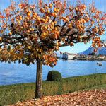 American Persimmon Tree Live Plant, 9 Months Old Seedling, Dormant in Winter, Well-Rooted, Cold Hardy, 6-12" in Tall