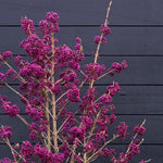 Beautyberry Plant Live, Purple Beautyberries Srhub Bush 4-8'' Tall, Indoor Outdoor Growing
