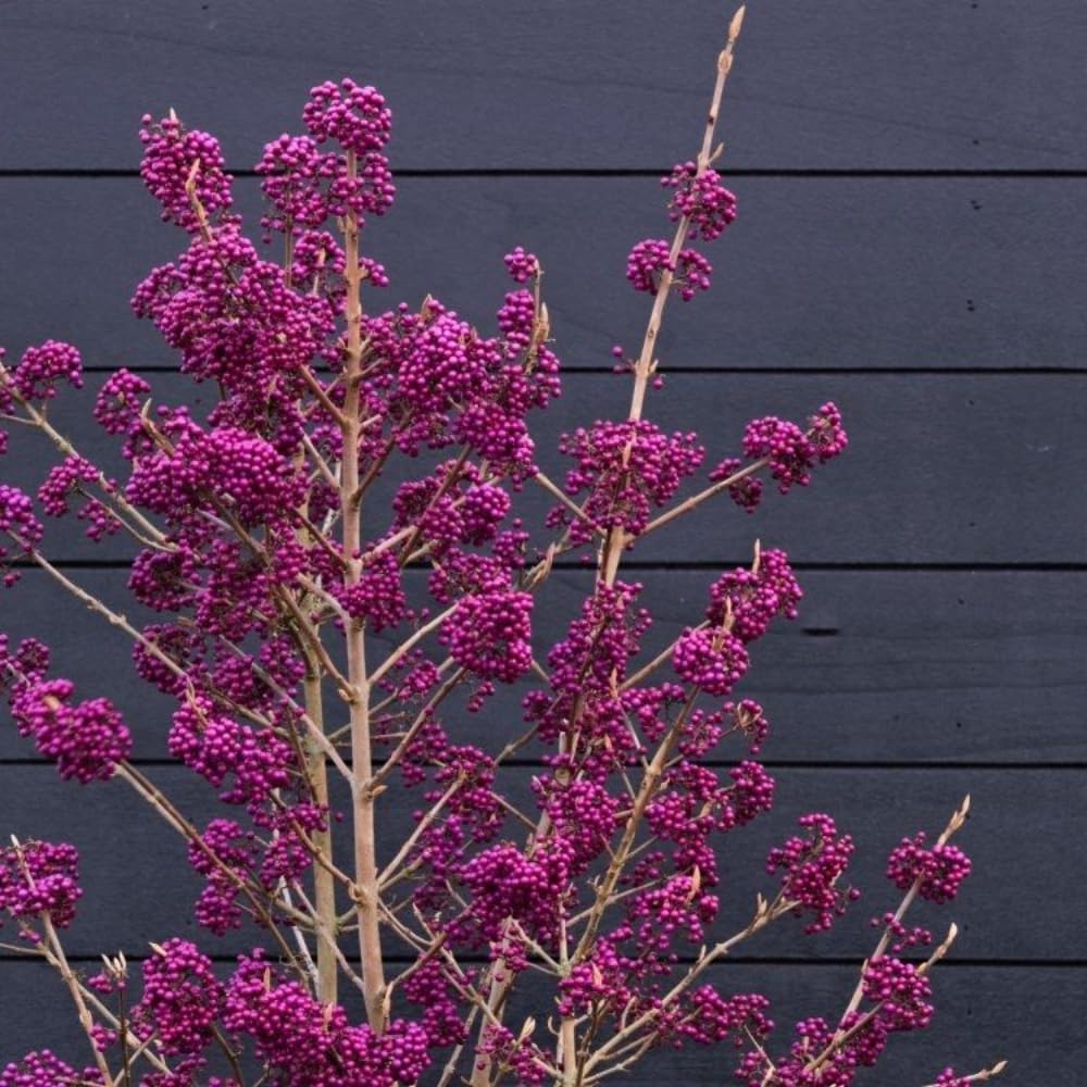 Beautyberry Plant Live, Purple Beautyberries Srhub Bush 4-8'' Tall, Indoor Outdoor Growing