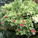 Variegated Baby Sun Rose Plant Live, Variegated Ice Plant, Baby Sun Rose Succulent Plants for Indoor Outdoor Houseplant, 4-6 Inches in Height 4 Inch Pot