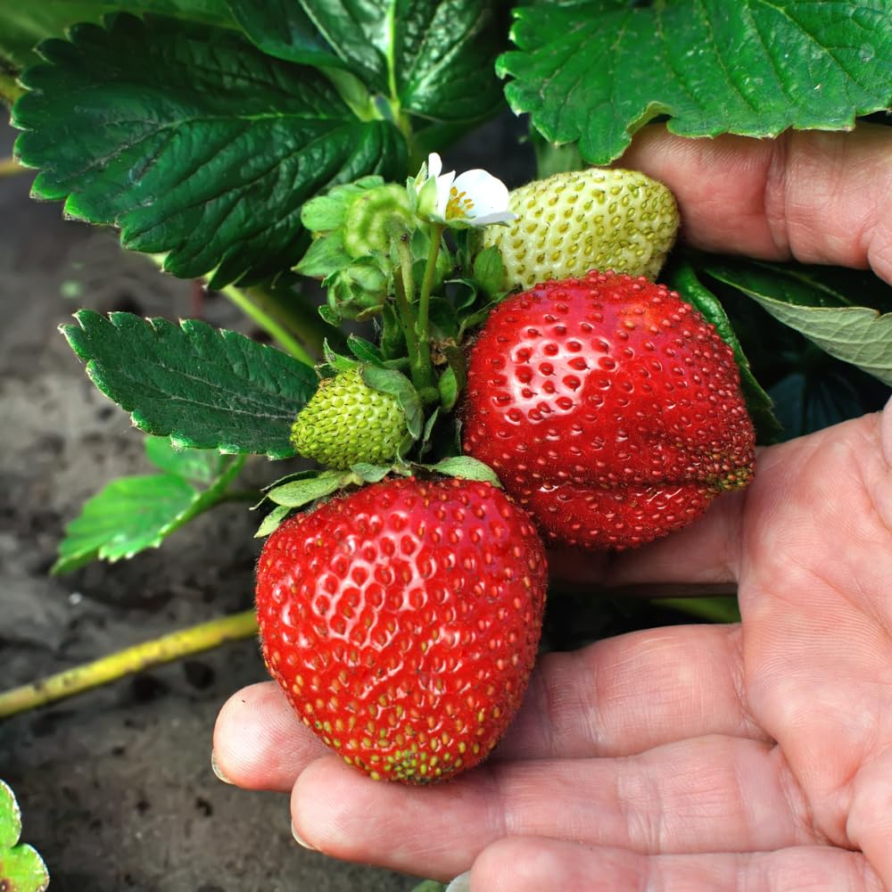 Set 2 Strawberry Live Plant, Sweet Strawberry Seedlings from 4 to 6 Inches Tall, Fragrant Fruit for Outdoor Gardening