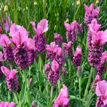 Pack 2 Lavender Plants Live Indoor, Lavandula Trees Live Plants for Planting, Fragrant Flowers Perennial, Plugs 4-7" Tall Well-Rooted (French Lavender)