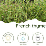 2 French Thyme Plant Live, 4-6 Inc Heights, Fragrant Herb for Indoor Outdoor Planting