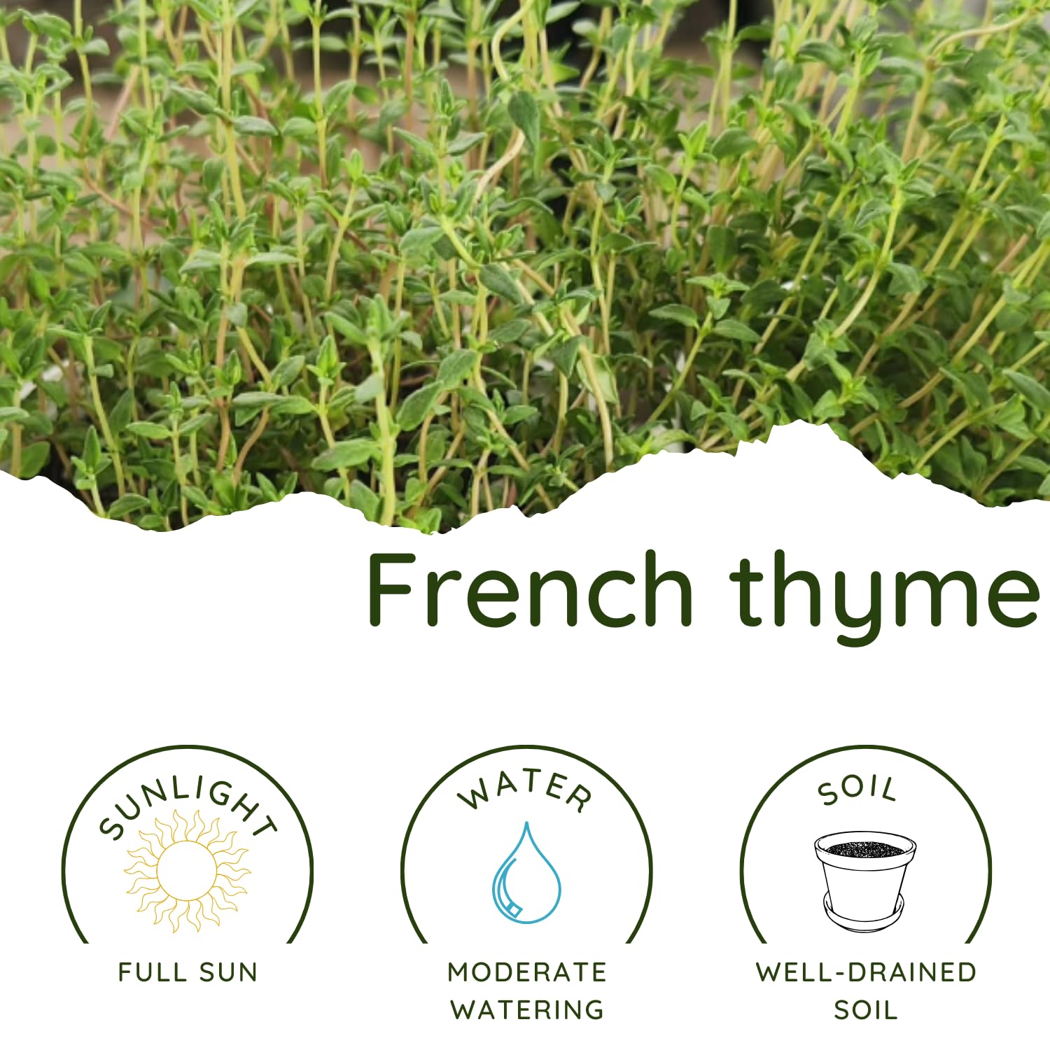 2 French Thyme Plant Live, 4-6 Inc Heights, Fragrant Herb for Indoor Outdoor Planting