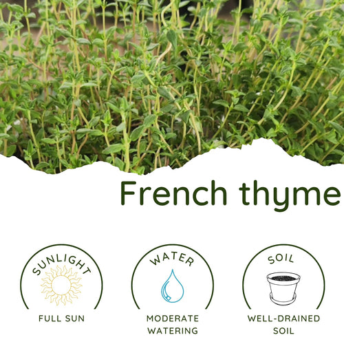 2 French Thyme Plant Live, 4-6 Inc Heights, Fragrant Herb for Indoor Outdoor Planting